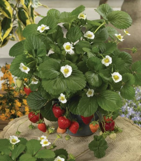 Fragaria x ananassa 'Loran F1'